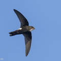 House Swift-240219-215MSDCF-FYP06718-W.jpg