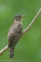 Indian Cuckoo-131006-110EOS1D-FY1X4965-W.jpg