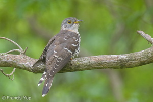 Indian Cuckoo-180103-115EOS1D-F1X28258-W.jpg