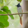 Indian Paradise Flycatcher-180325-108ND500-FYP_8195-W.jpg