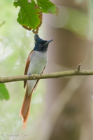 Indian Paradise Flycatcher-180325-108ND500-FYP_8228-W.jpg