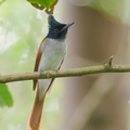 Indian Paradise Flycatcher-180325-108ND500-FYP_8228-W.jpg