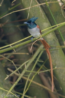 Indian Paradise Flycatcher-181126-114ND500-FYP_1481-W.jpg