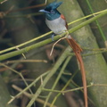 Indian Paradise Flycatcher-181126-114ND500-FYP_1481-W.jpg