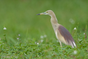 Indian Pond Heron-150418-102EOS7D-FY7D2479-W.jpg