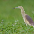 Indian Pond Heron-150418-102EOS7D-FY7D2479-W.jpg