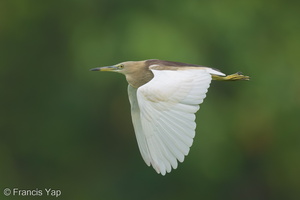 Indian Pond Heron-210404-106MSDCF-FRY04179-W.jpg