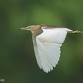 Indian Pond Heron-210404-106MSDCF-FRY04179-W.jpg