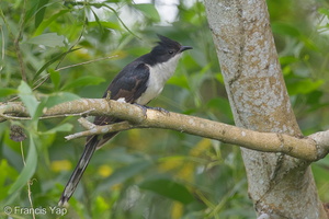 Jacobin Cuckoo-131214-112EOS1D-FY1X5065-W.jpg