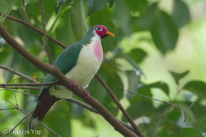 Jambu Fruit Dove-150508-102EOS7D-FY7D5236-W.jpg