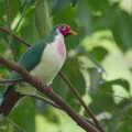 Jambu Fruit Dove-150508-102EOS7D-FY7D5236-W.jpg