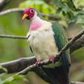 Jambu_Fruit_Dove-180501-109ND500-FYP_4612-W.jpg