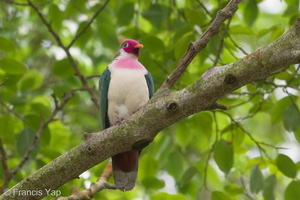 Jambu Fruit Dove-190119-115ND500-FYP_0379-W.jpg