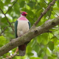 Jambu Fruit Dove-190119-115ND500-FYP_0379-W.jpg
