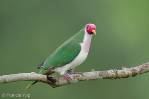Jambu Fruit Dove-250820-120FRYAP-FYA03048-W.jpg