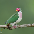 Jambu Fruit Dove-250820-120FRYAP-FYA03119-W.jpg