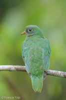 Jambu Fruit Dove-250820-120FRYAP-FYA03846-W.jpg