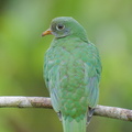 Jambu Fruit Dove-250820-120FRYAP-FYA03846-W.jpg