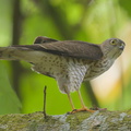 Japanese Sparrowhawk-131024-111EOS1D-FY1X0203-W.jpg
