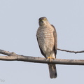 Japanese Sparrowhawk-161031-104EOS7D-FY7D7634-W.jpg