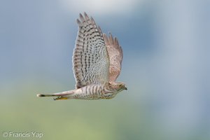 Japanese Sparrowhawk-191019-101MSDCF-FYP03400-W.jpg