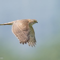 Japanese Sparrowhawk-191019-101MSDCF-FYP03401-W.jpg