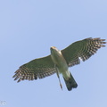 Japanese Sparrowhawk-241002-246MSDCF-FYP04601-W.jpg
