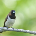 Javan Munia-140504-116EOS1D-FY1X3069-W.jpg