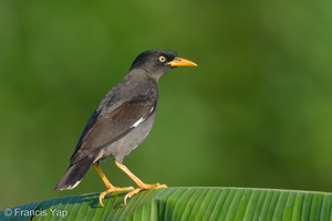 Javan Myna-220128-137MSDCF-FRY08573-W.jpg