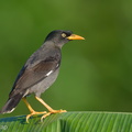 Javan Myna-220128-137MSDCF-FRY08573-W.jpg