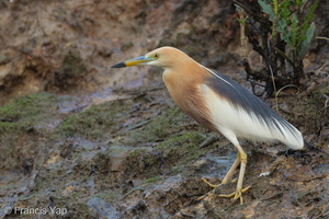 Javan Pond Heron-120326-110EOS1D-FYAP1883-W.jpg