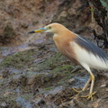 Javan Pond Heron-120326-110EOS1D-FYAP1883-W.jpg