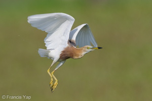 Javan Pond Heron-210410-107MSDCF-FRY03450-W.jpg