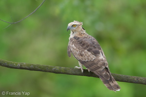 Jerdon's Baza-180311-108ND500-FYP_1321-W.jpg