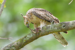 Jerdon's Baza-180311-108ND500-FYP_1988-W.jpg