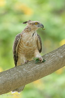 Jerdon's Baza-180311-108ND500-FYP_2962-W.jpg