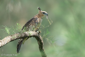 Jerdon's Baza-221231-161MSDCF-FYP09476-W.jpg