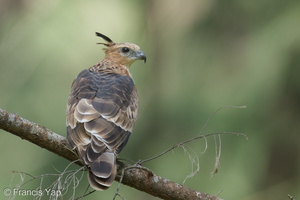 Jerdon's Baza-221231-162MSDCF-FYP00881-W.jpg