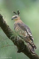 Jerdon's Baza-221231-162MSDCF-FYP01033-W.jpg