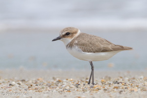Kentish Plover-111110-109EOS7D-IMG_2871-W.jpg