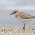 Kentish Plover-111110-109EOS7D-IMG_2871-W.jpg