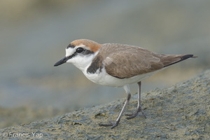 Kentish Plover-220209-140MSDCF-FRY02323-W.jpg
