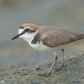 Kentish Plover-220209-140MSDCF-FRY02323-W.jpg