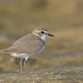 Kentish Plover-240331-220MSDCF-FYP08391-W.jpg