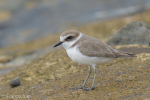Kentish Plover-251208-142FRYAP-FYA06369-W.jpg
