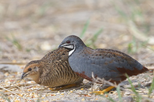 King Quail-150717-121EOS1D-FY1X6480-W.jpg