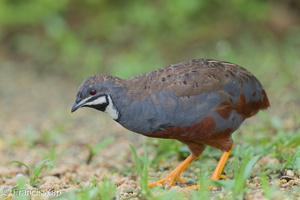 King Quail-160723-102EOS1D-F1X23496-W.jpg