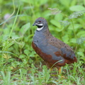 King Quail-160723-102EOS1D-F1X24089-W.jpg