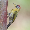 Laced Woodpecker-110306-100EOS1D-FYAP7826-W.jpg