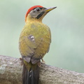 Laced Woodpecker-220228-105CANON-FY5R8778-W.jpg